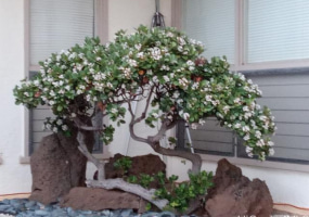 28 Poipu Drive,Honolulu,Hawaii,96825,5 ベッドルーム ベッドルーム,3 バスルームバスルーム,一戸建て,Poipu,17764660