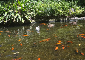 1511 Nuuanu Avenue,Honolulu,Hawaii,96817,1 Bedroom Bedrooms,1 BathroomBathrooms,Condo/Townhouse,Nuuanu,7,18953497