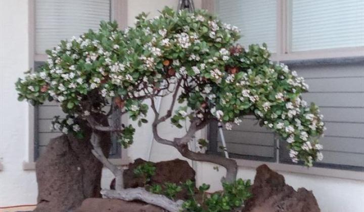 28 Poipu Drive,Honolulu,Hawaii,96825,5 ベッドルーム ベッドルーム,3 バスルームバスルーム,一戸建て,Poipu,18482728