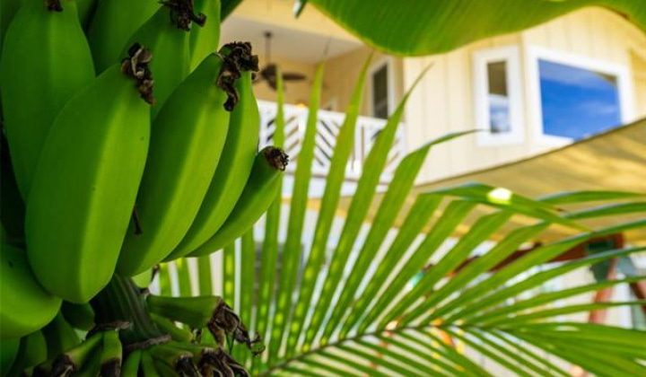 44-129 Kalenakai Place,Kaneohe,Hawaii,96744,4 Bedrooms Bedrooms,2 BathroomsBathrooms,Single family,Kalenakai,18173320