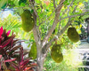 1643 Ihiloa Loop,Honolulu,Hawaii,96821,5 Bedrooms Bedrooms,4 BathroomsBathrooms,Single family,Ihiloa,18203524