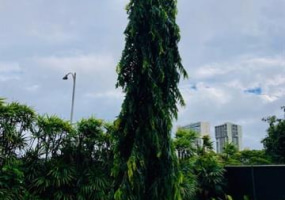 500 University Avenue,Honolulu,Hawaii,96826,1 Bedroom Bedrooms,1 BathroomBathrooms,Condo/Townhouse,University,22,18268727