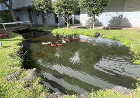 647 Kunawai Lane,Honolulu,Hawaii,96817,1 Bedroom Bedrooms,1 BathroomBathrooms,Condo/Townhouse,Kunawai,6,18919304