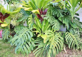 46- 016 Nana Place,Kaneohe,Hawaii,96744,4 ベッドルーム ベッドルーム,2 バスルームバスルーム,一戸建て,Nana,18321883