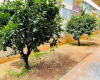 1323 Makiki Street,Honolulu,Hawaii,96814,1 Bedroom Bedrooms,1 BathroomBathrooms,Condo/Townhouse,Makiki,1,18374616