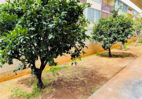 1323 Makiki Street,Honolulu,Hawaii,96814,1 Bedroom Bedrooms,1 BathroomBathrooms,Condo/Townhouse,Makiki,1,18374616