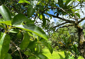 47-050 Okana Road,Kaneohe,Hawaii,96744,5 ベッドルーム ベッドルーム,2 バスルームバスルーム,一戸建て,Okana,18379741