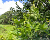 47-050 Okana Road,Kaneohe,Hawaii,96744,5 ベッドルーム ベッドルーム,2 バスルームバスルーム,一戸建て,Okana,18379741